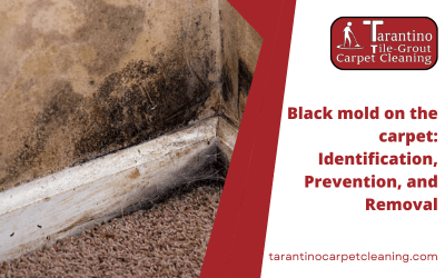 Black mold on the carpet: Identification, Prevention, and Removal