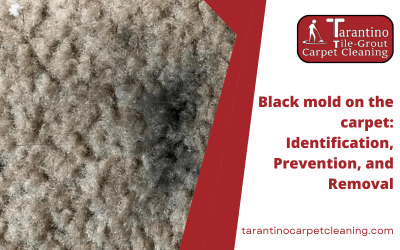 Black mold on the carpet: Identification, Prevention, and Removal